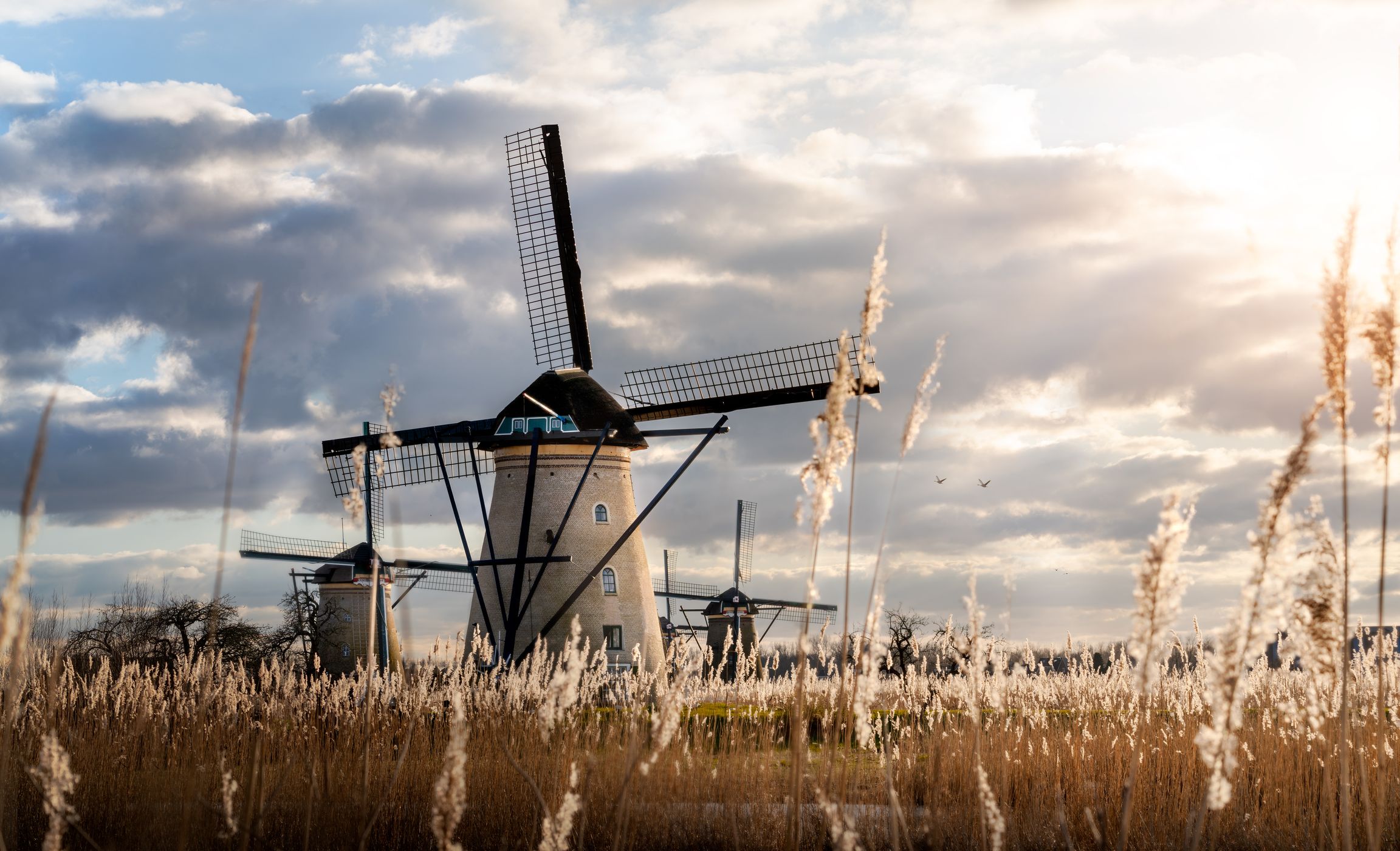 Windmills Wheat, Netherlands