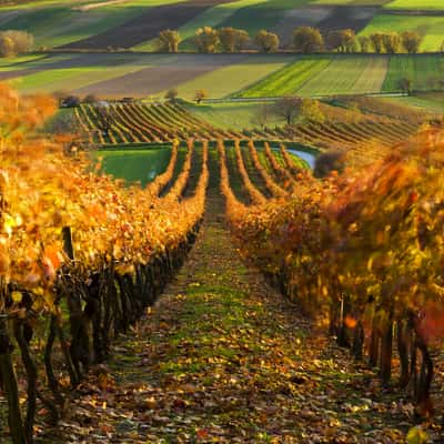 Wineyards near Prellenkirchen village, Austria