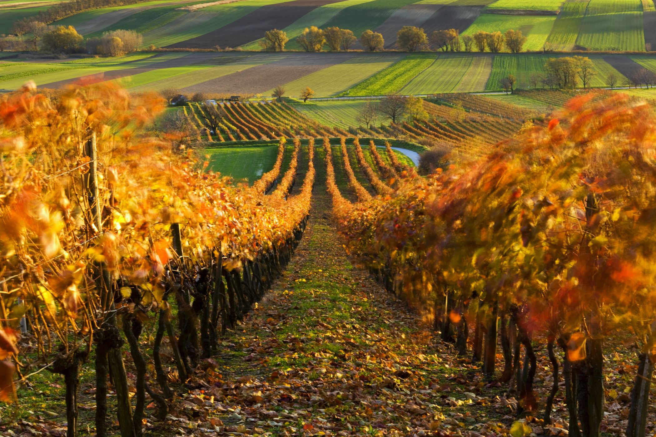 Wineyards near Prellenkirchen village, Austria