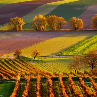 Wineyards near Prellenkirchen village, Austria