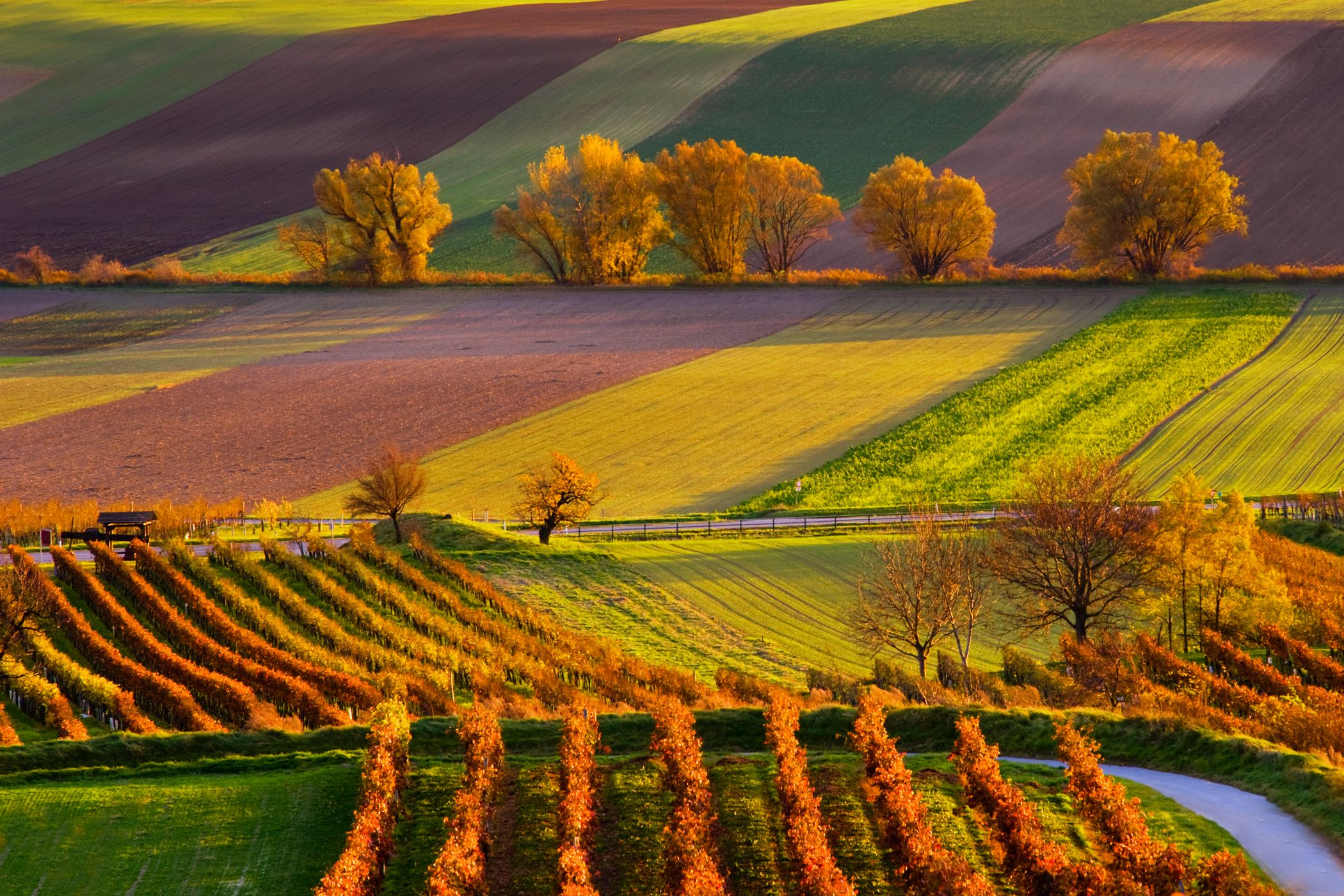 Wineyards near Prellenkirchen village, Austria