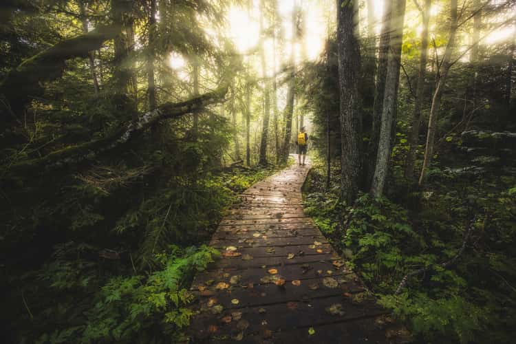 Wooden walkway near Tatranská Lomnica