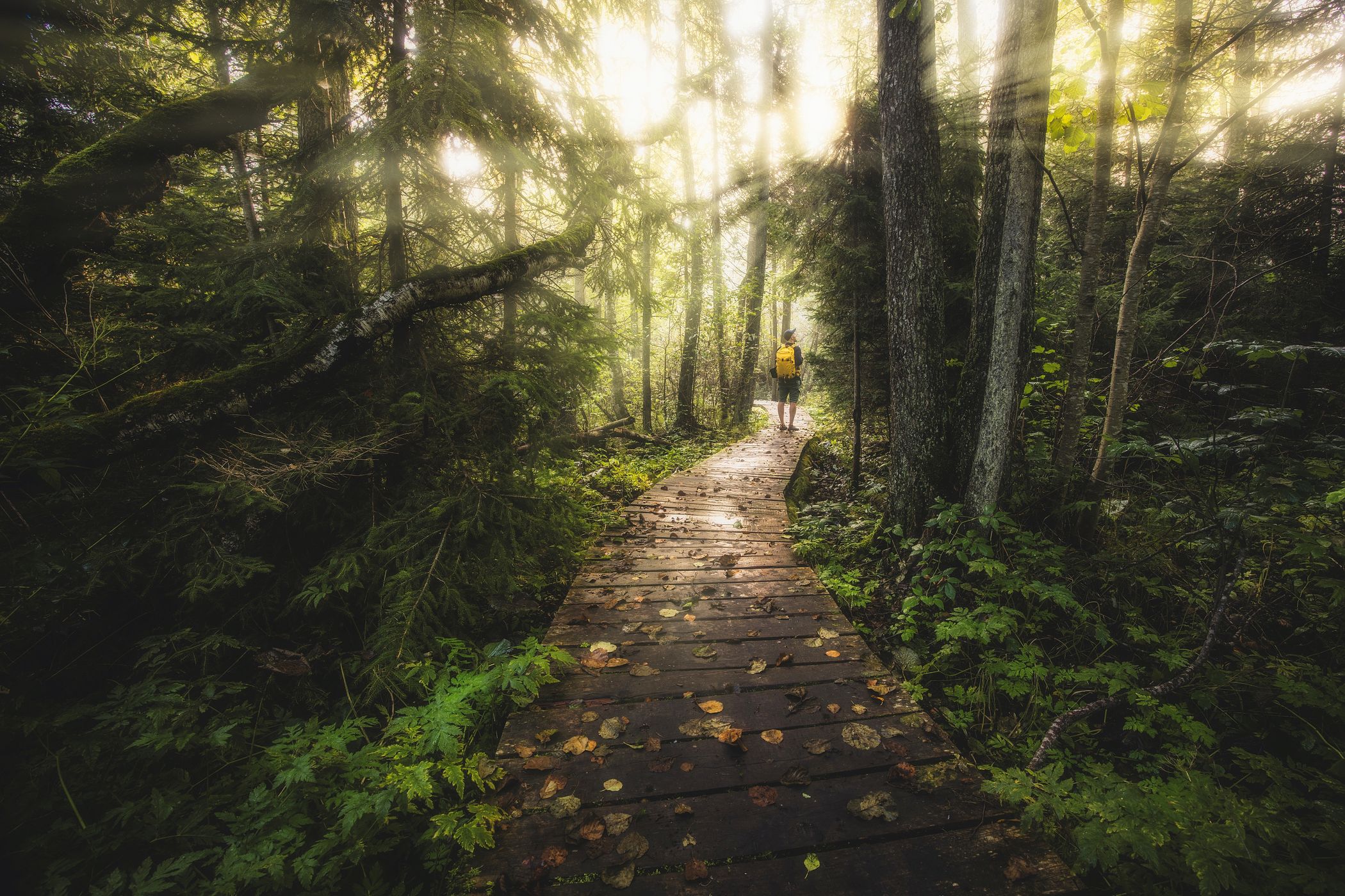Wooden walkway near Tatranská Lomnica, Slovakia (Slovak Republic)