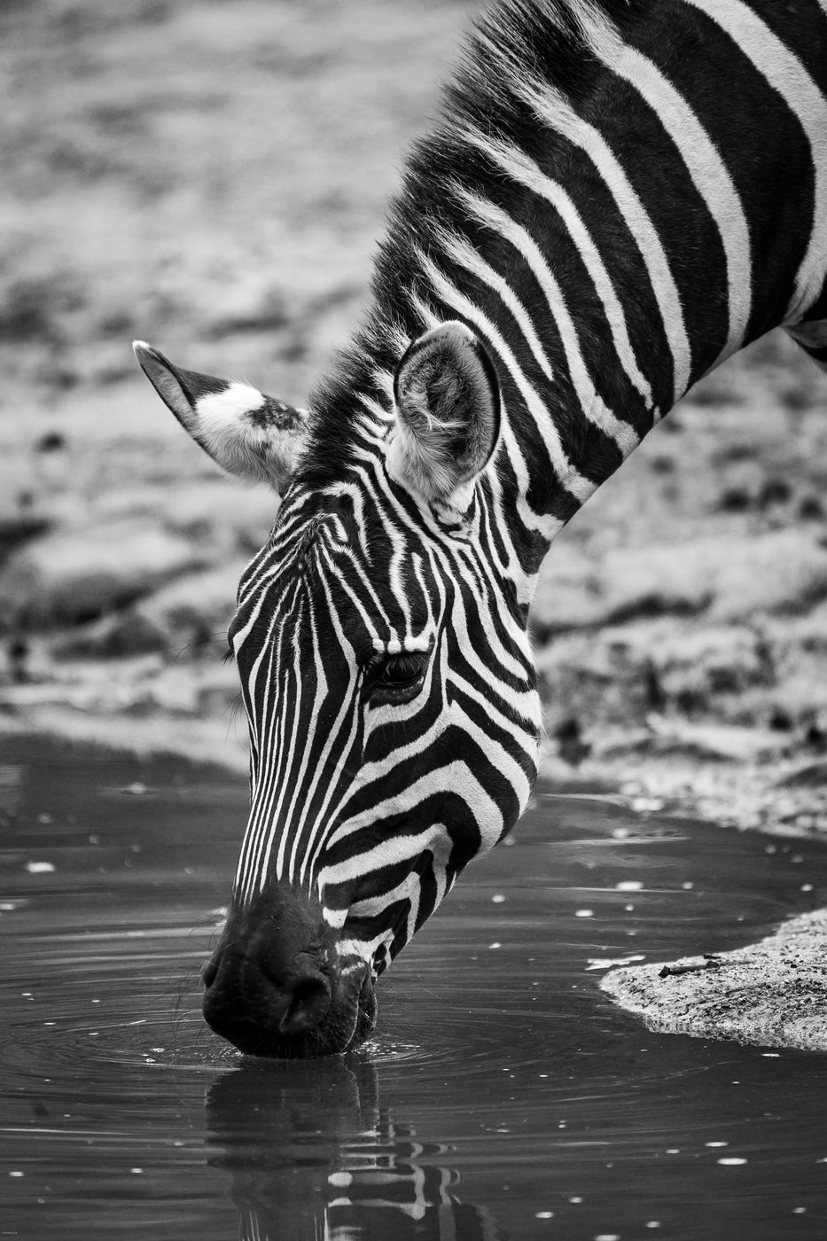 Allwetterzoo Münster, Germany