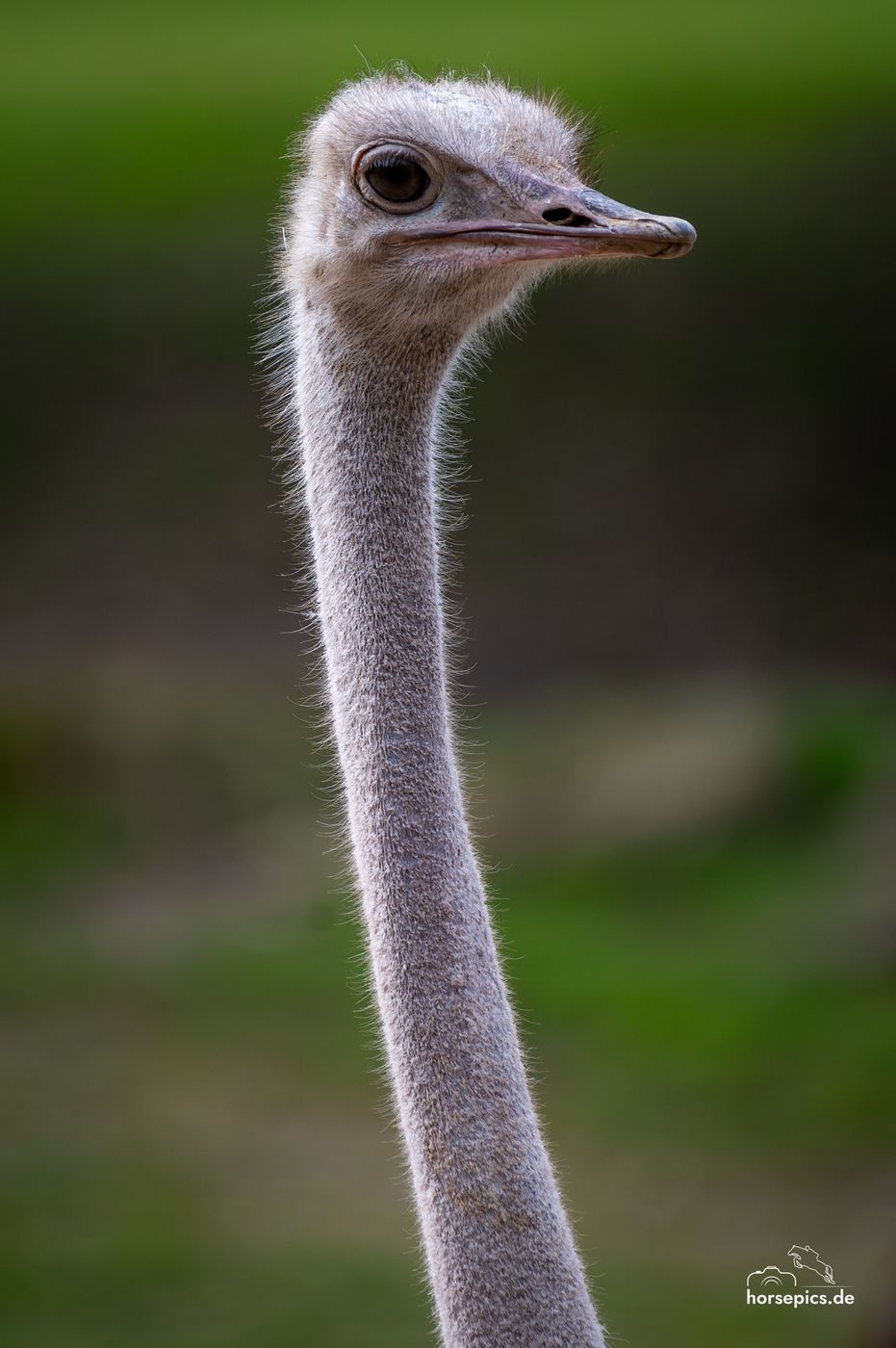 Allwetterzoo Münster, Germany