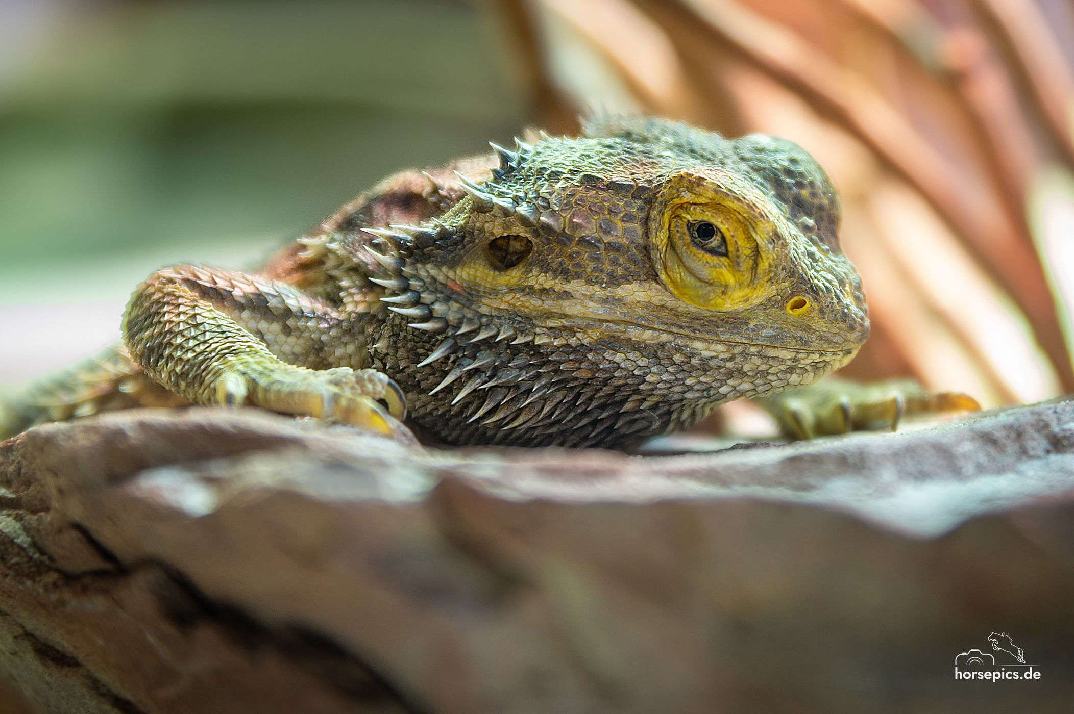 Allwetterzoo Münster, Germany