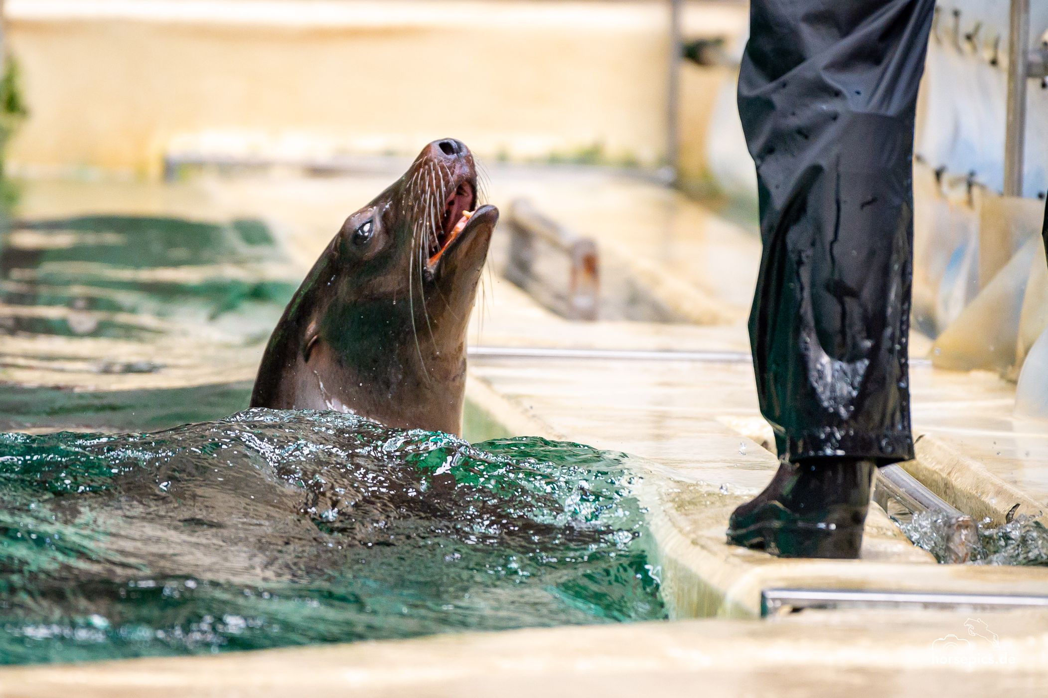 Allwetterzoo Münster, Germany