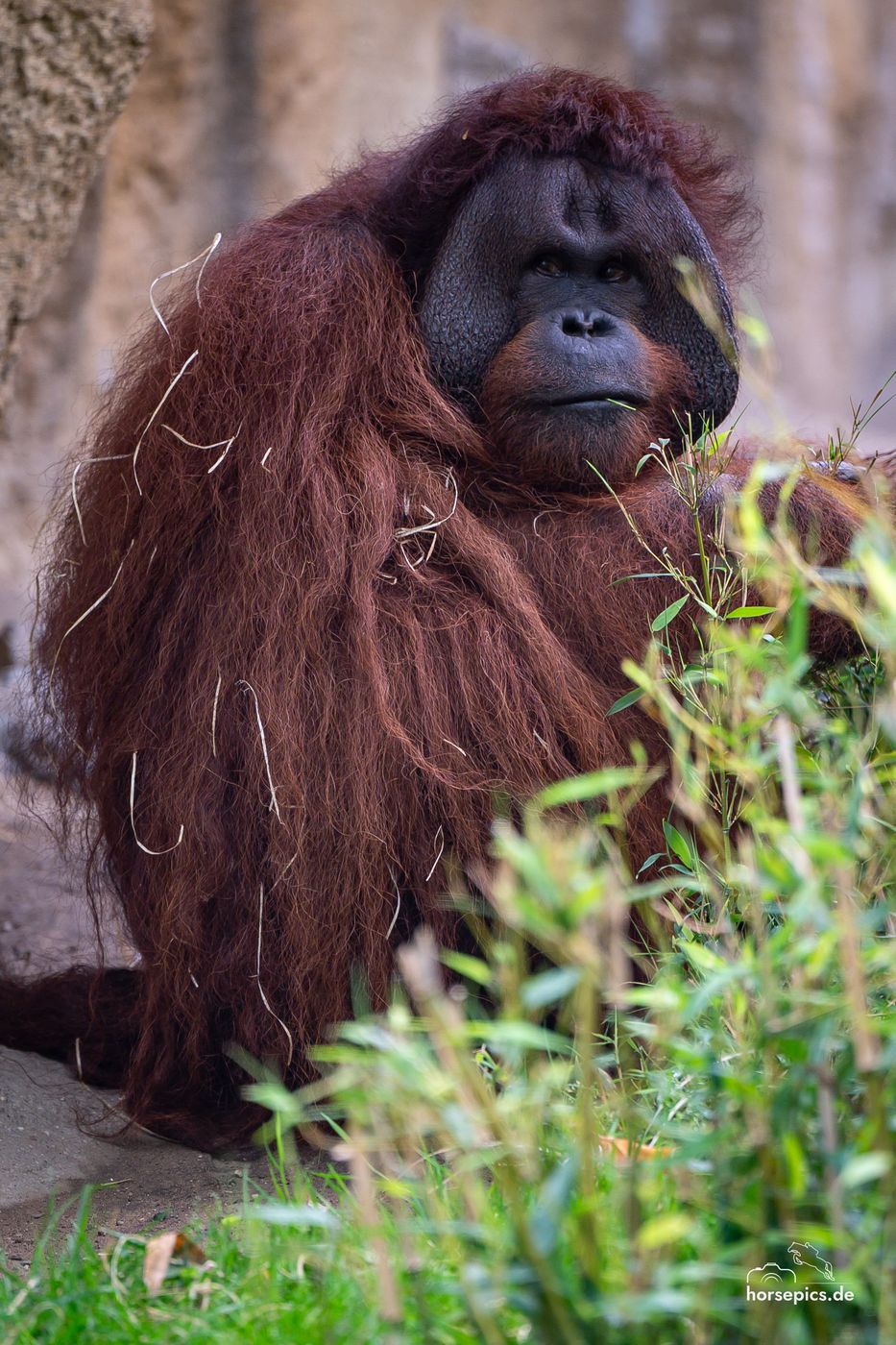 Allwetterzoo Münster, Germany