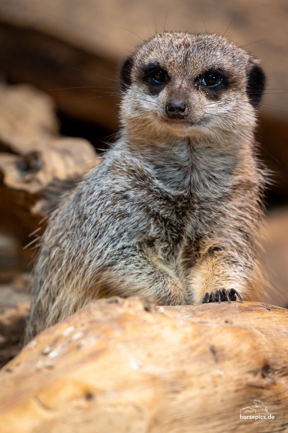 Allwetterzoo Münster, Germany
