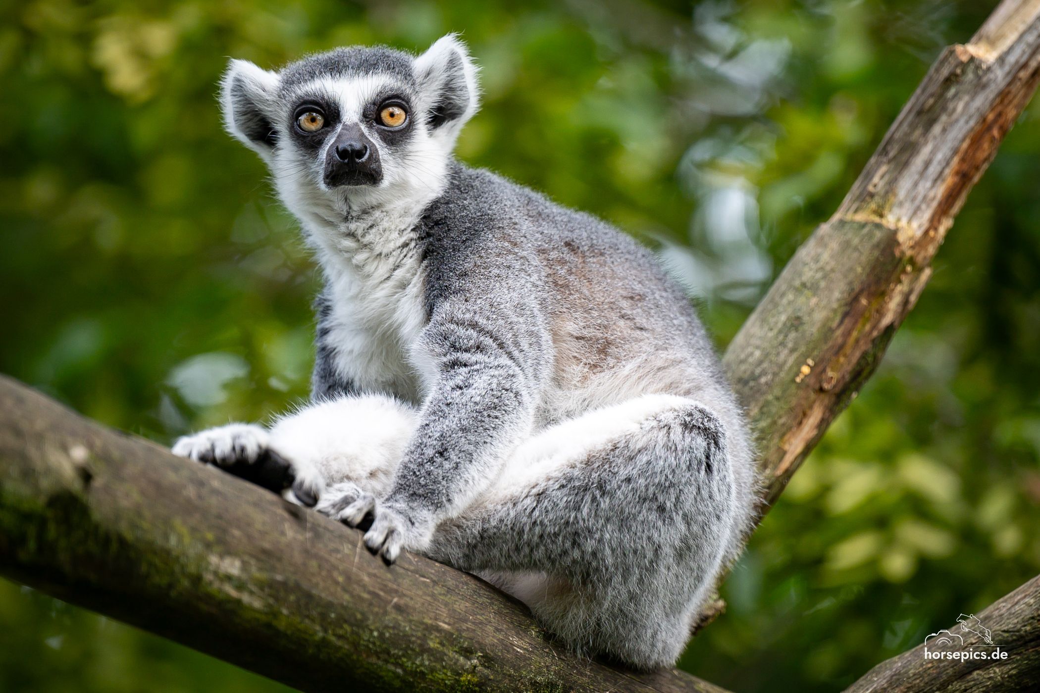 Allwetterzoo Münster, Germany