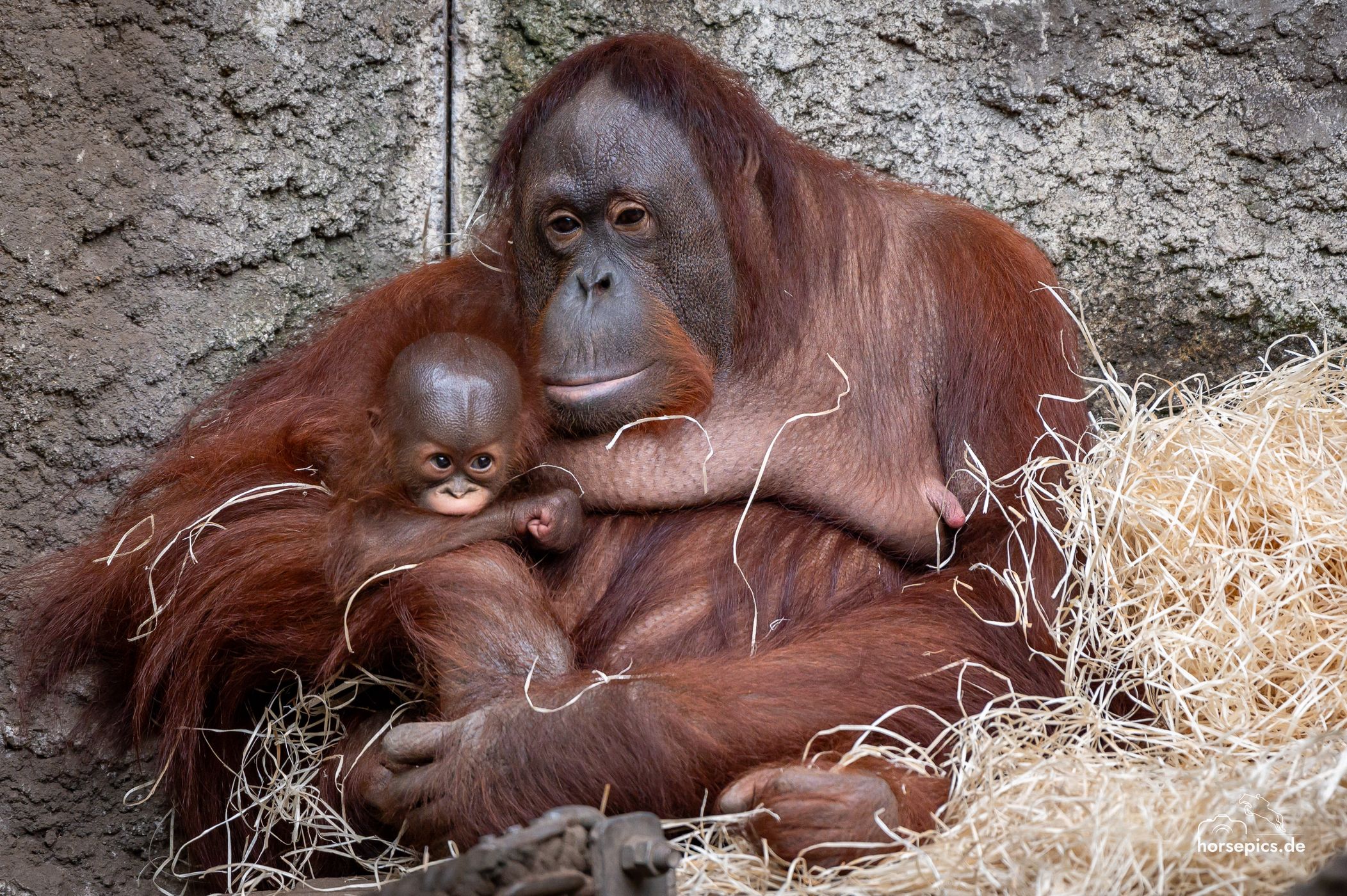 Allwetterzoo Münster, Germany