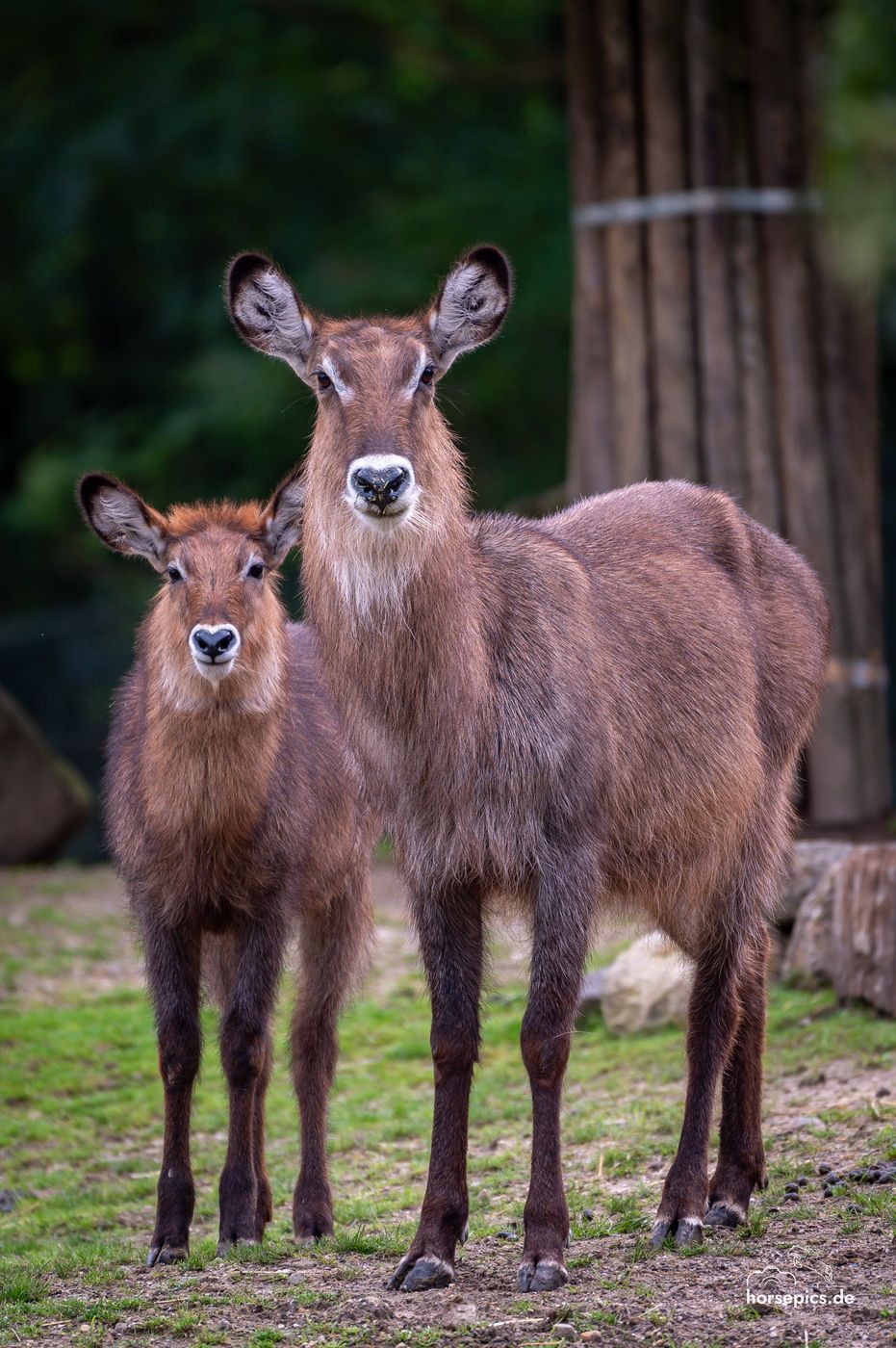 Allwetterzoo Münster, Germany