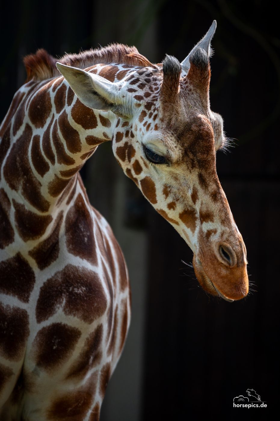 Allwetterzoo Münster, Germany