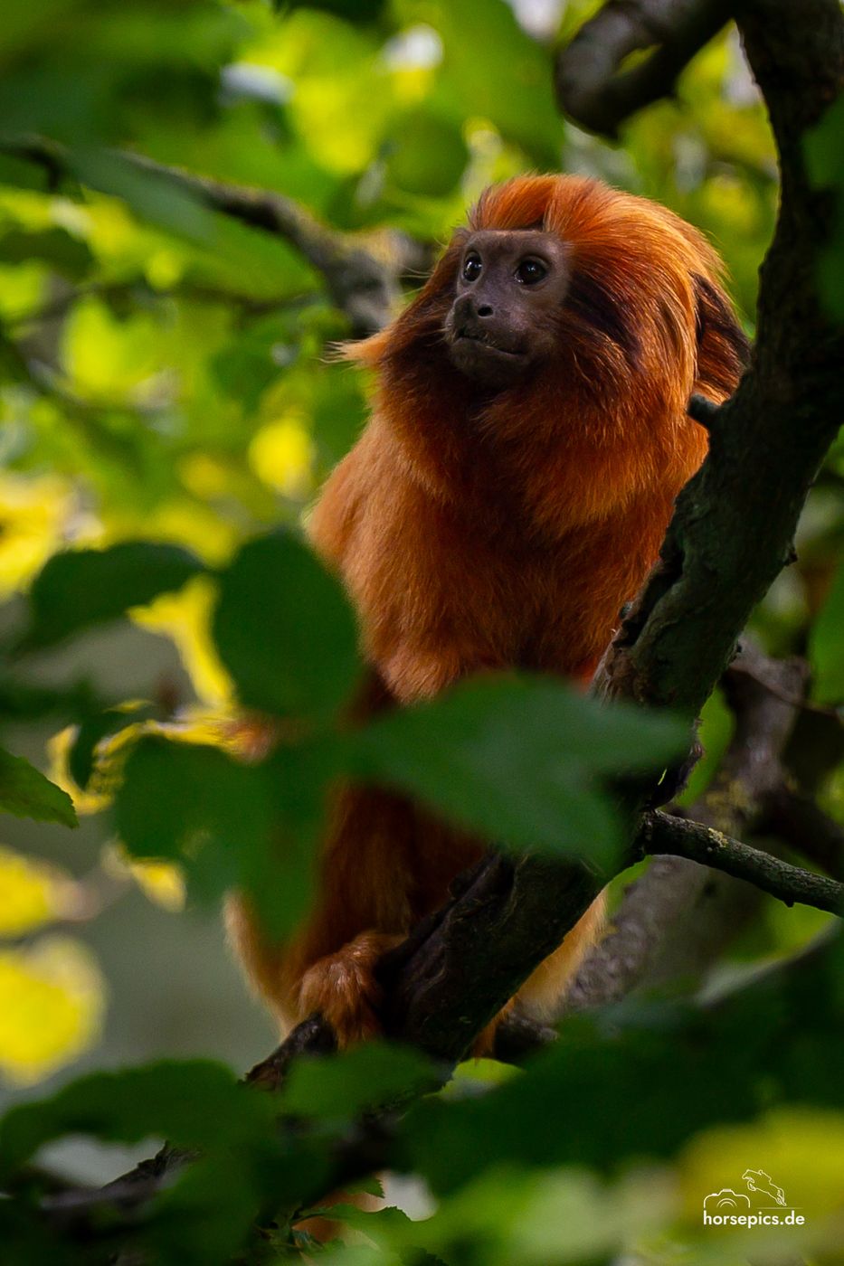Allwetterzoo Münster, Germany