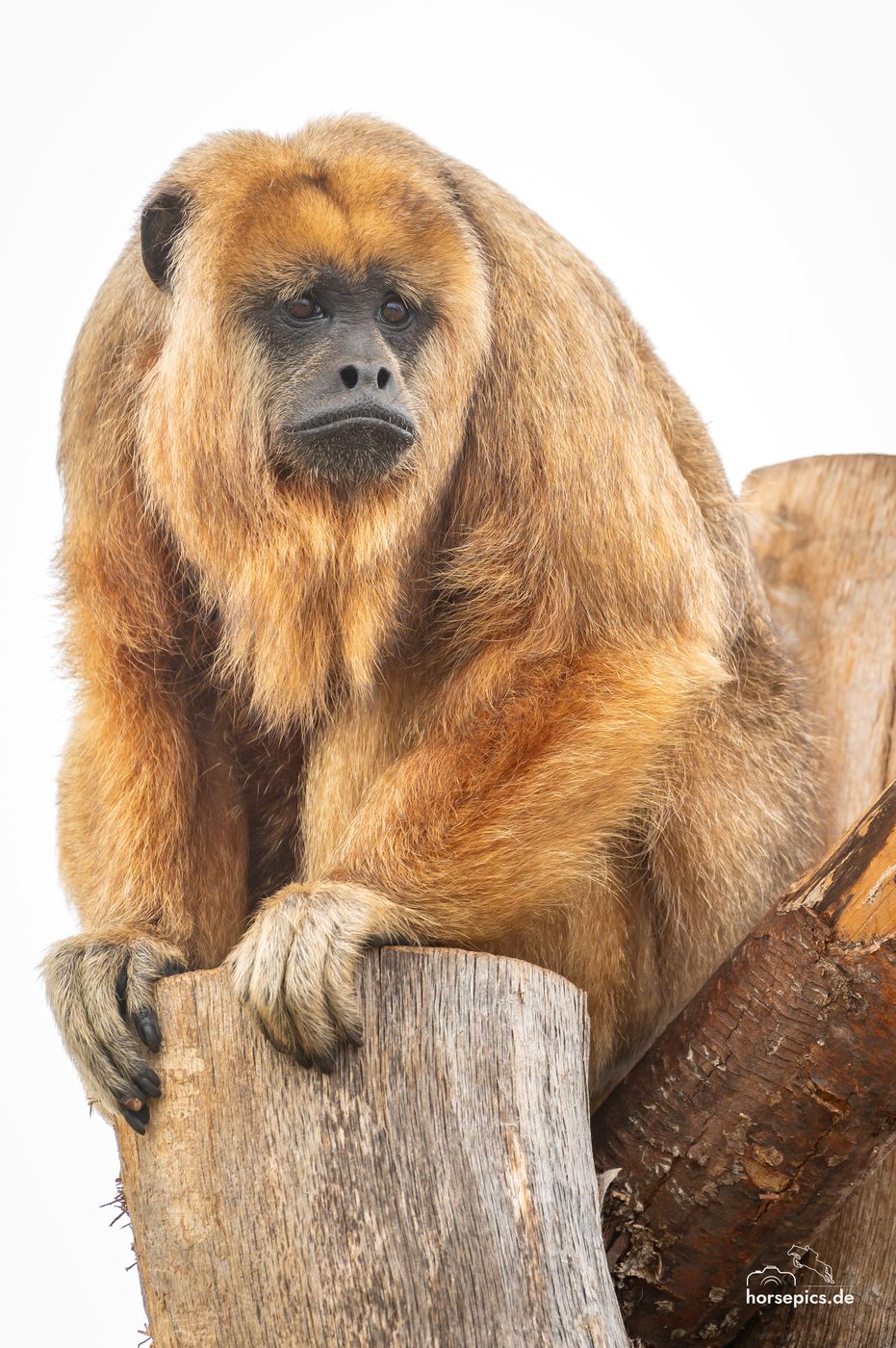 Allwetterzoo Münster, Germany