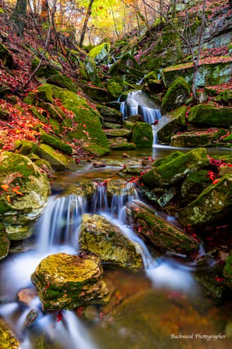 Autumn Falls