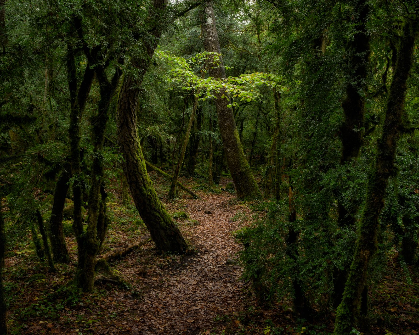 A unique grove,Yew Forest of Broto, Spain