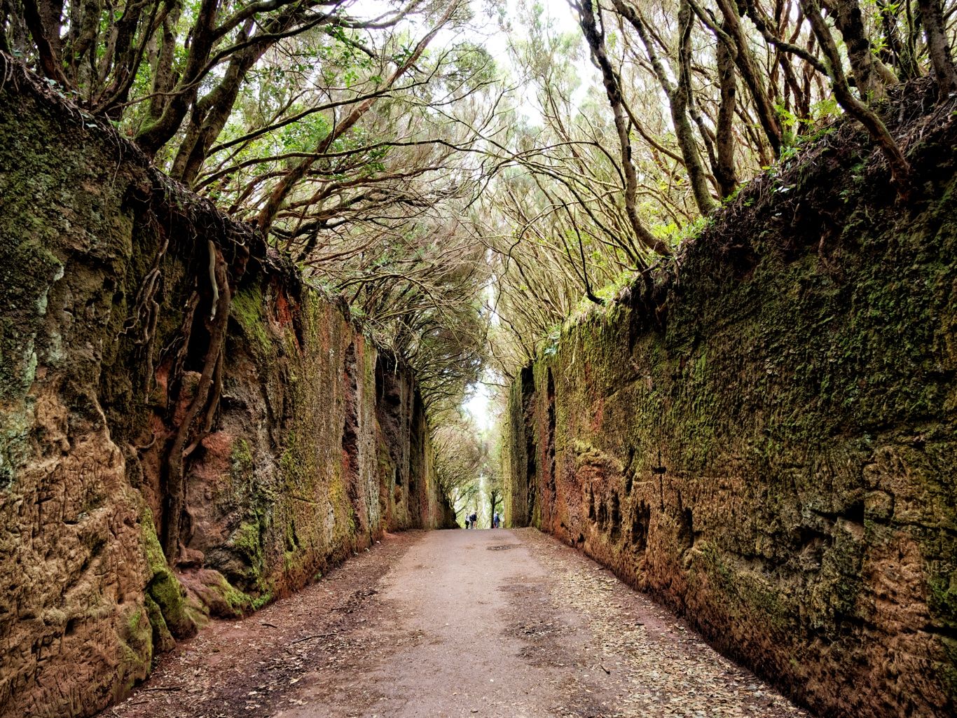 Old road to the summit of El Inglés, Spain