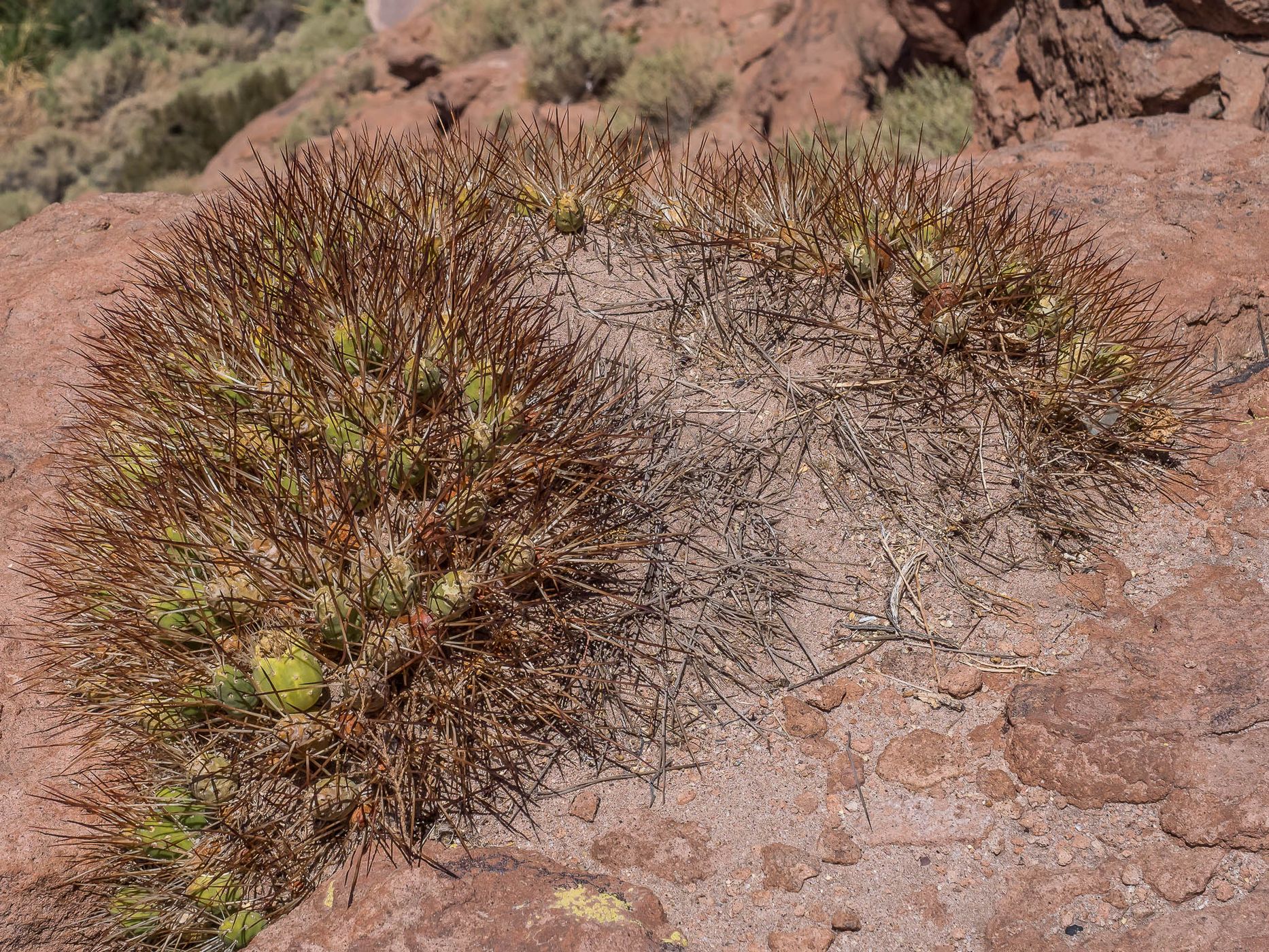 Cañón De Los Cactus, Chile