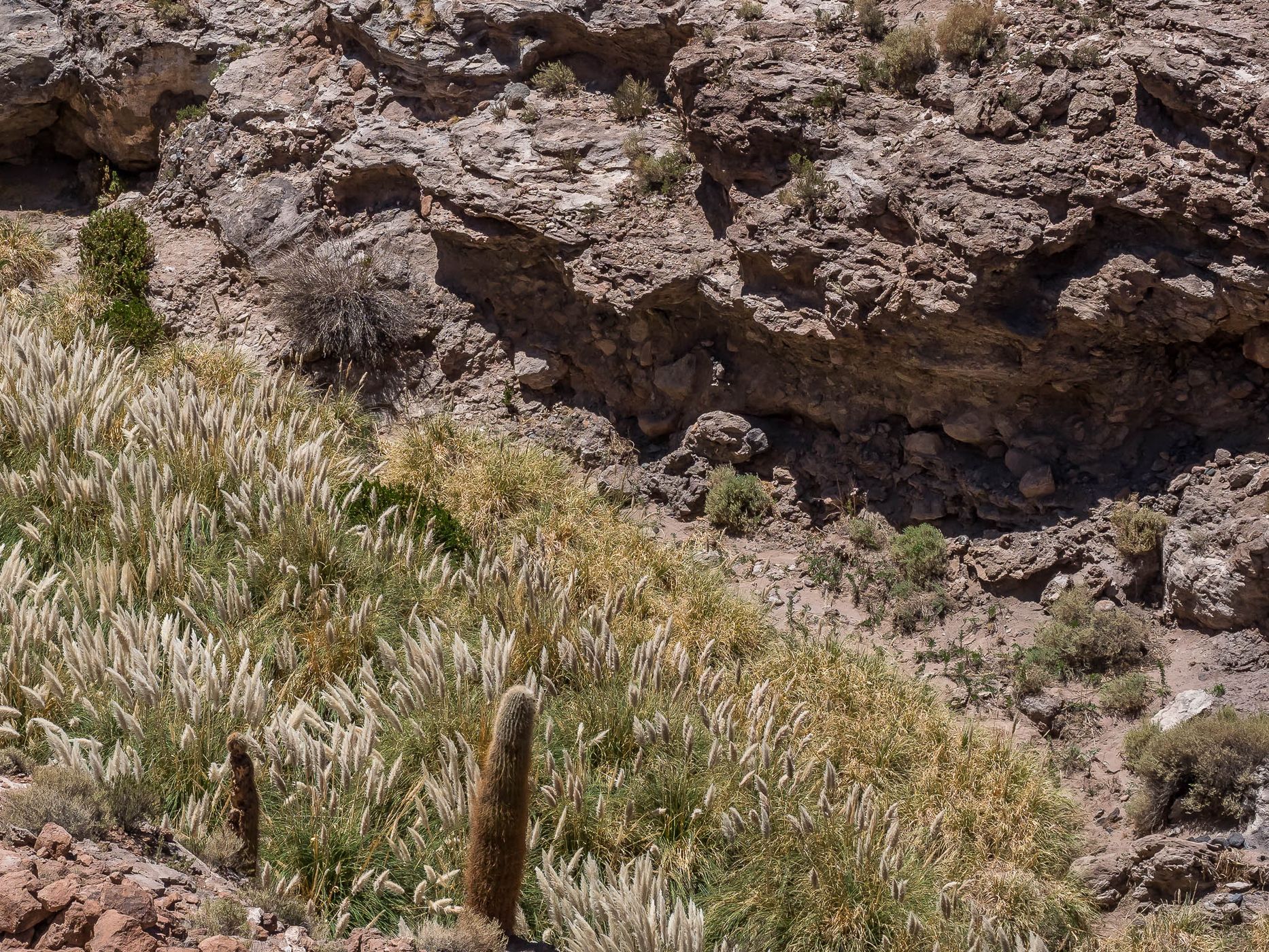 Cañón De Los Cactus, Chile