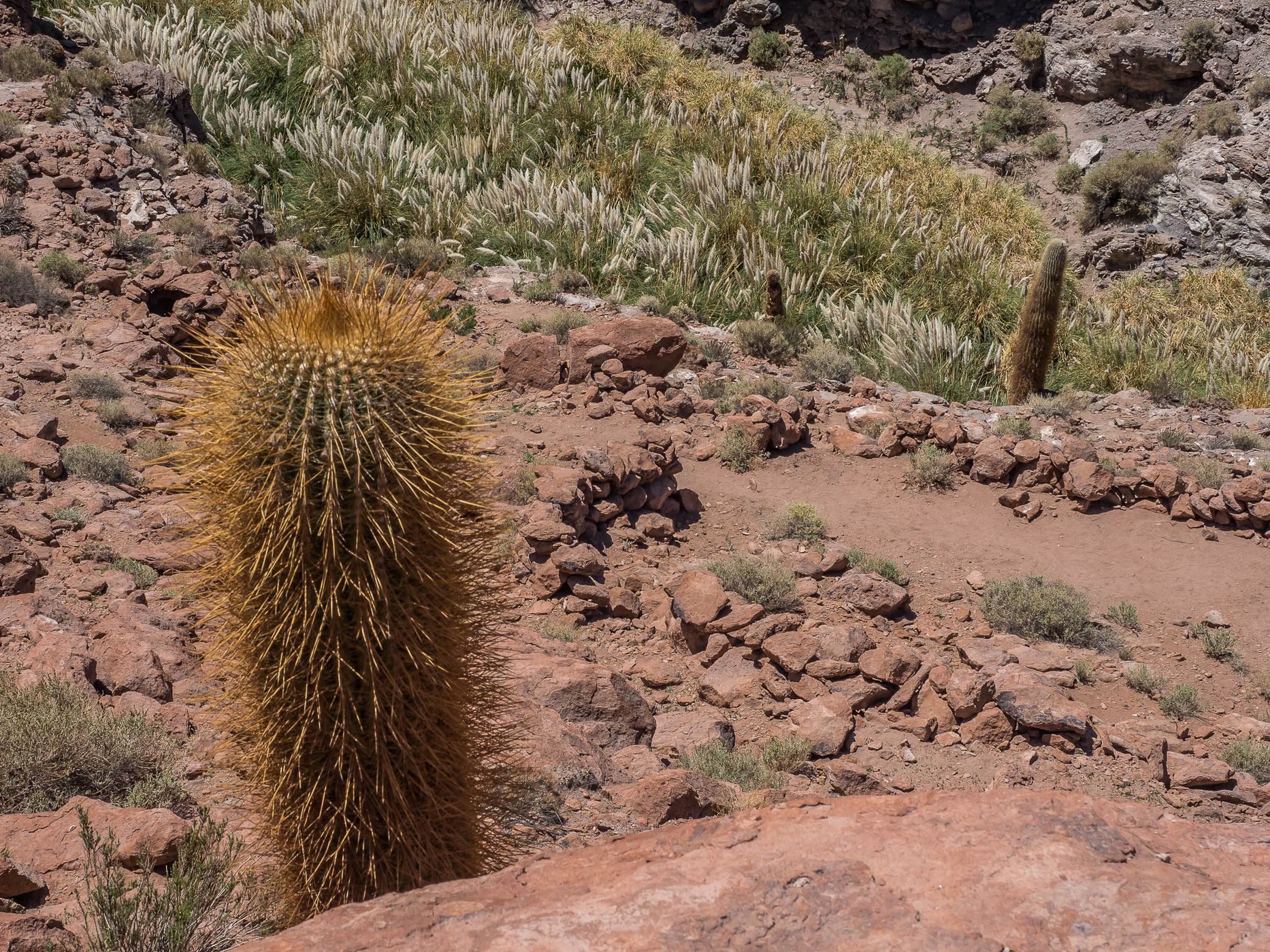 Cañón De Los Cactus, Chile