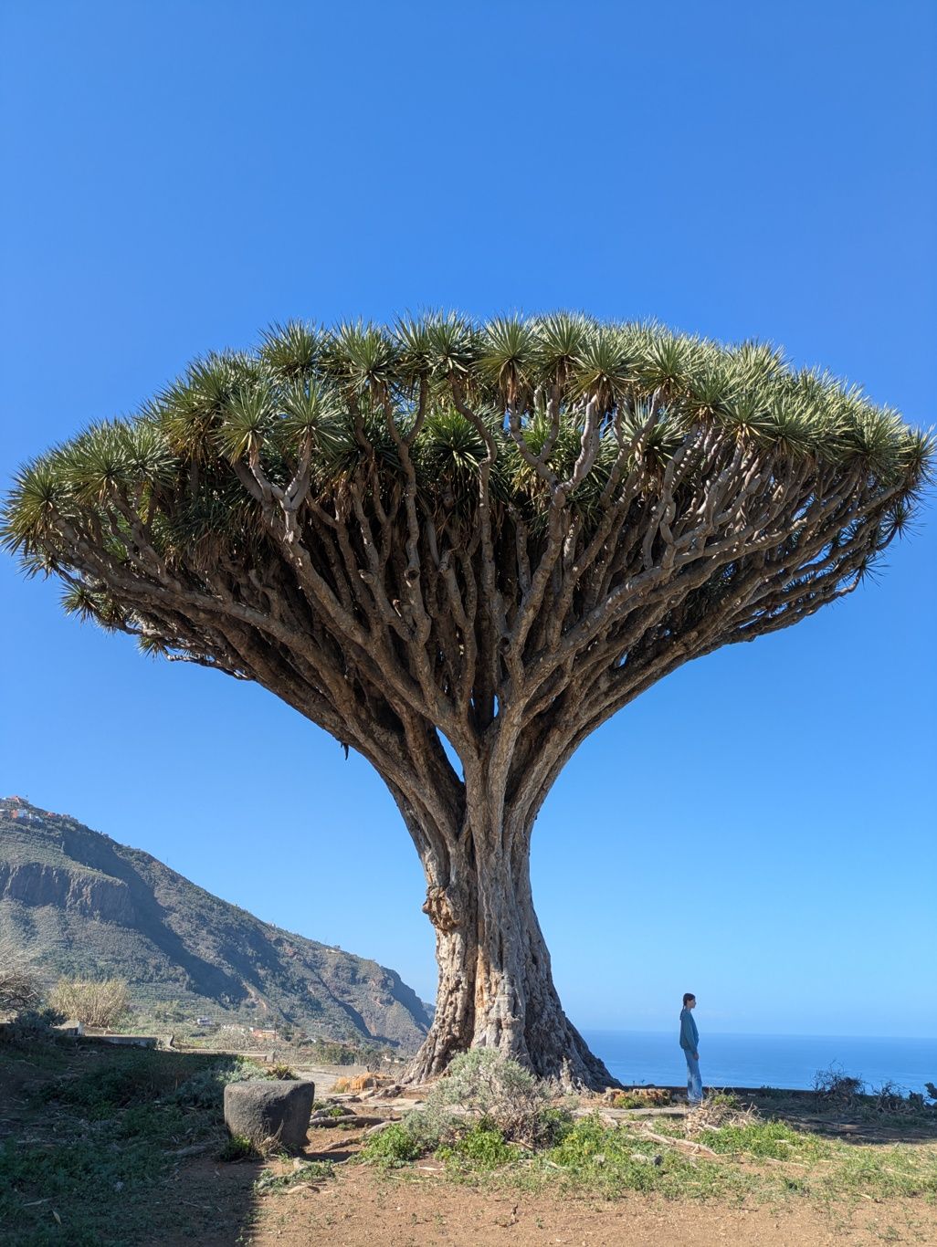 Drago de Los Realejos, Spain
