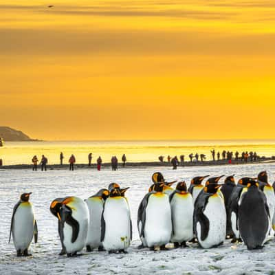 King Penguins, Beckmann Fjord, South Georgia and the South Sandwich Islands