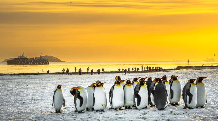 King Penguins, Beckmann Fjord