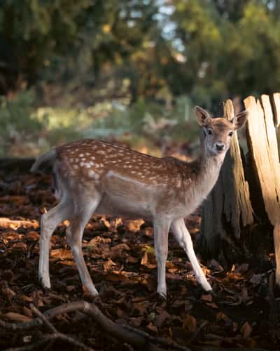 Knole Deer Park