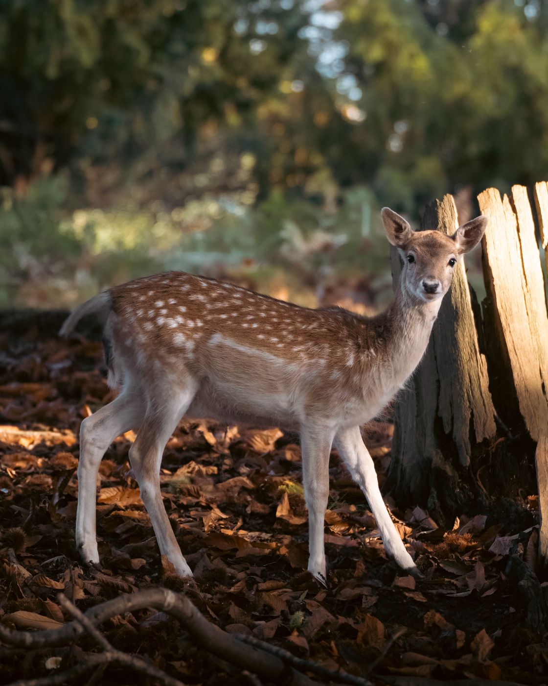 Knole Deer Park, United Kingdom