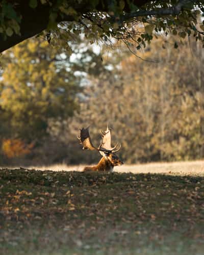 Knole Deer Park