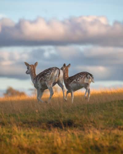 Knole Deer Park
