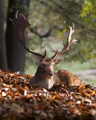 Knole Deer Park