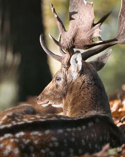 Knole Deer Park