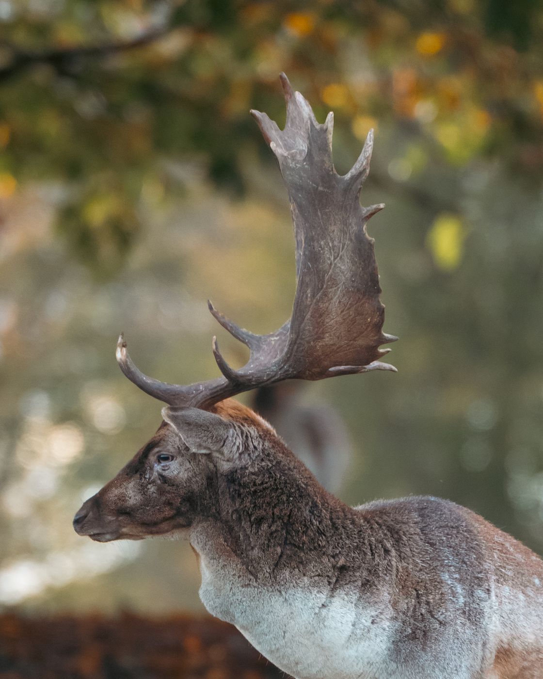 Knole Deer Park, United Kingdom