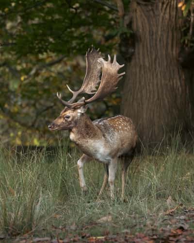 Knole Deer Park