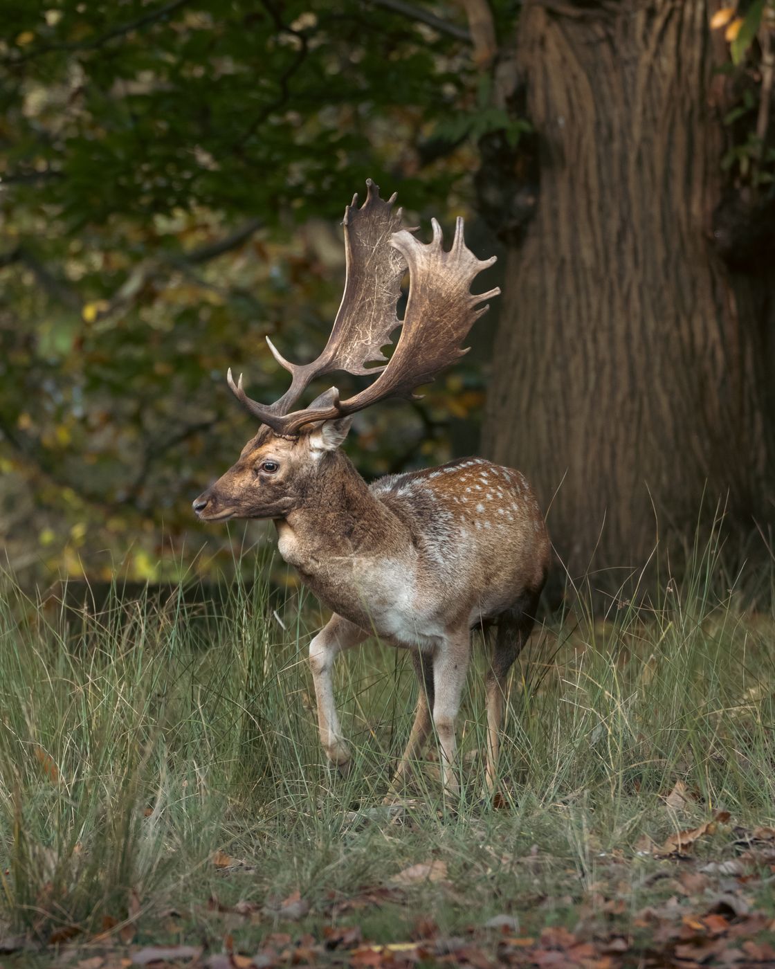 Knole Deer Park, United Kingdom