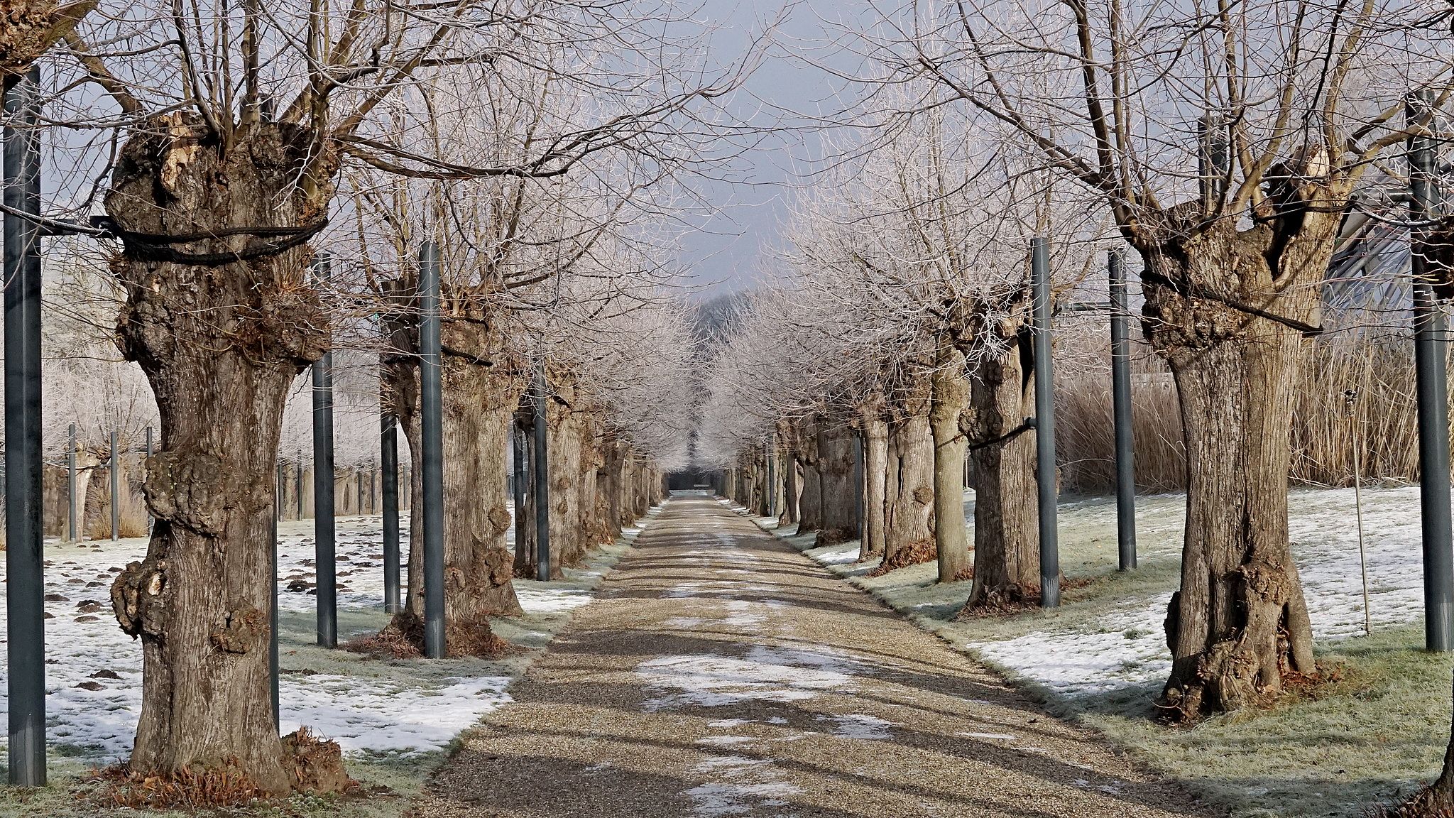 Lindenallee, Germany