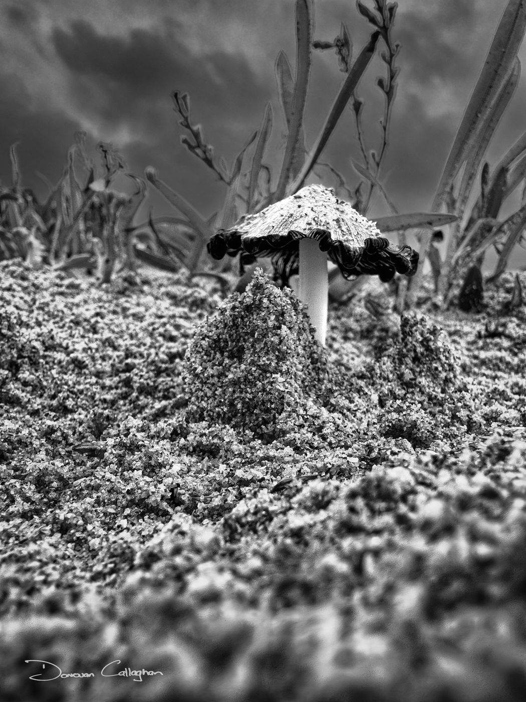 Mushroom in the sand, Warriewood, New South Wales, Australia