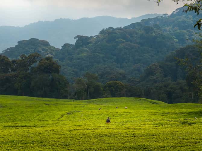 Nyungwe tea plantation