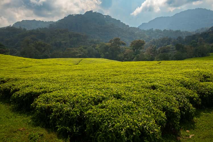 Nyungwe tea plantation