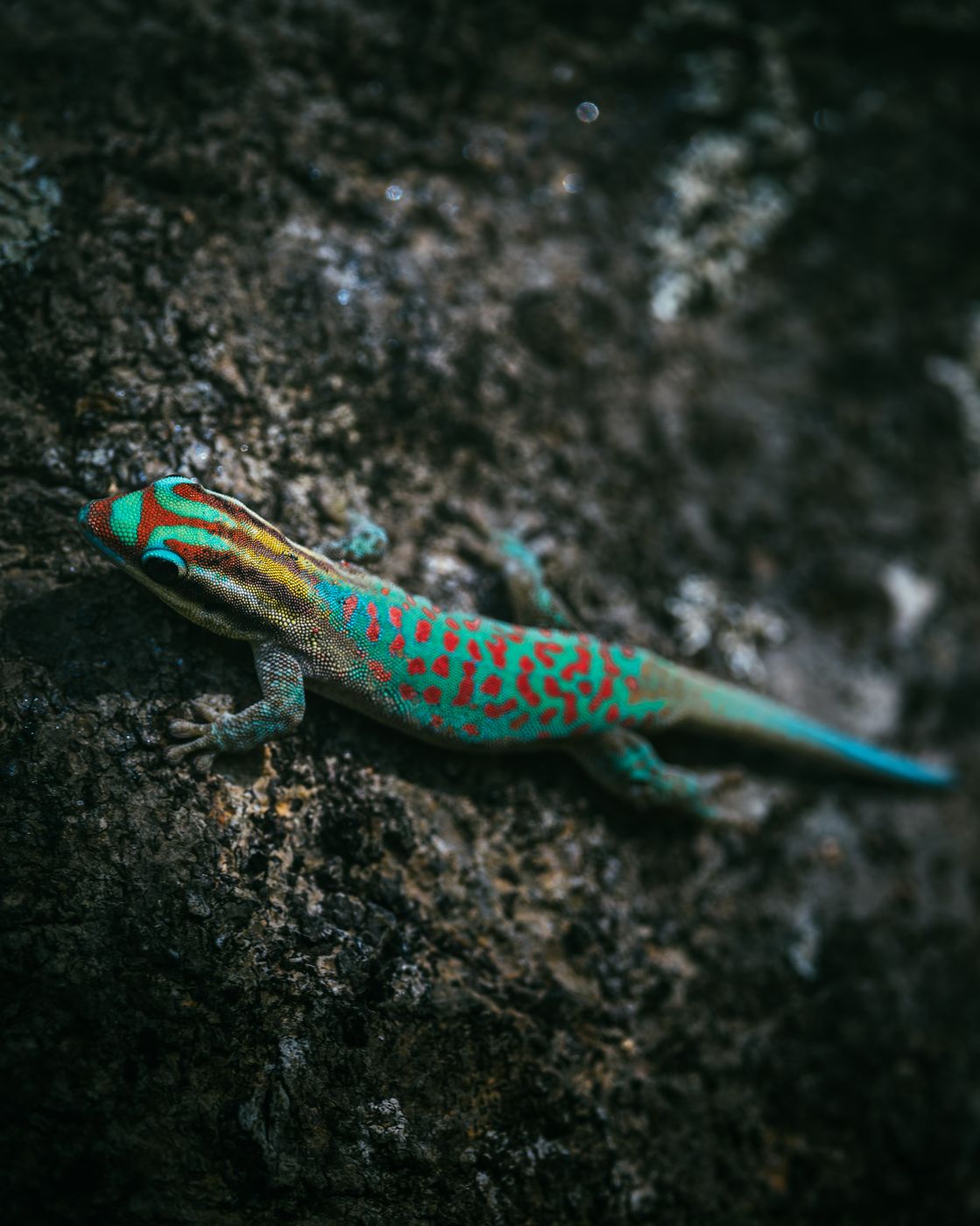 Ornament-Taggecko, Le Morne Brabant, Mauritius