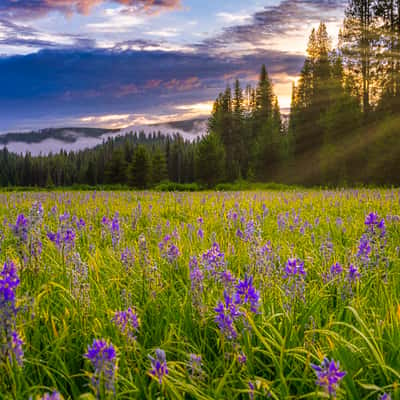 Packer Meadow Sunset, USA