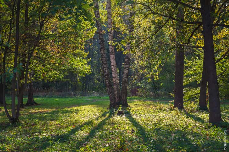 Park in Gatchina