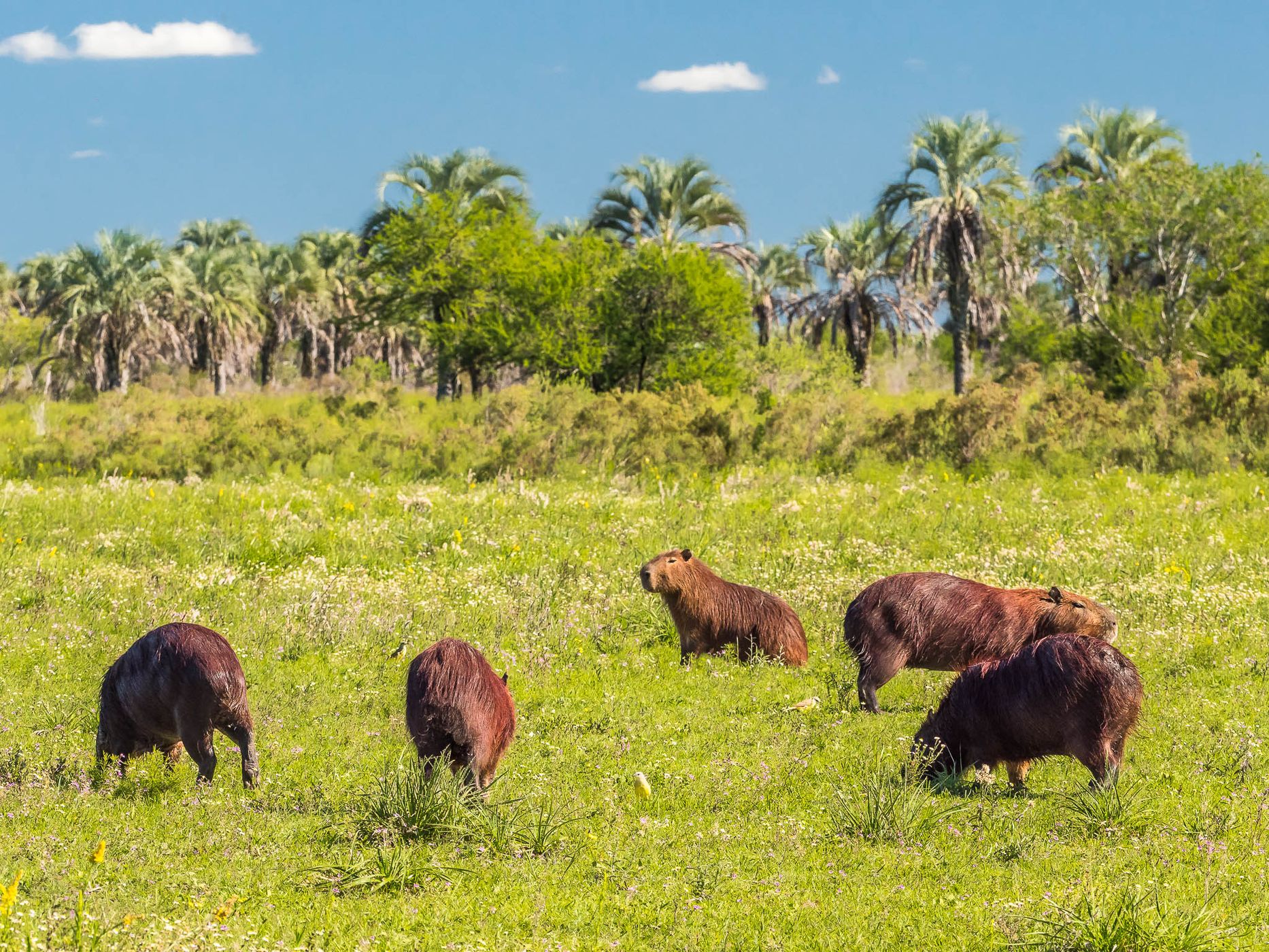 Parque Nacional El Palmar, Argentina