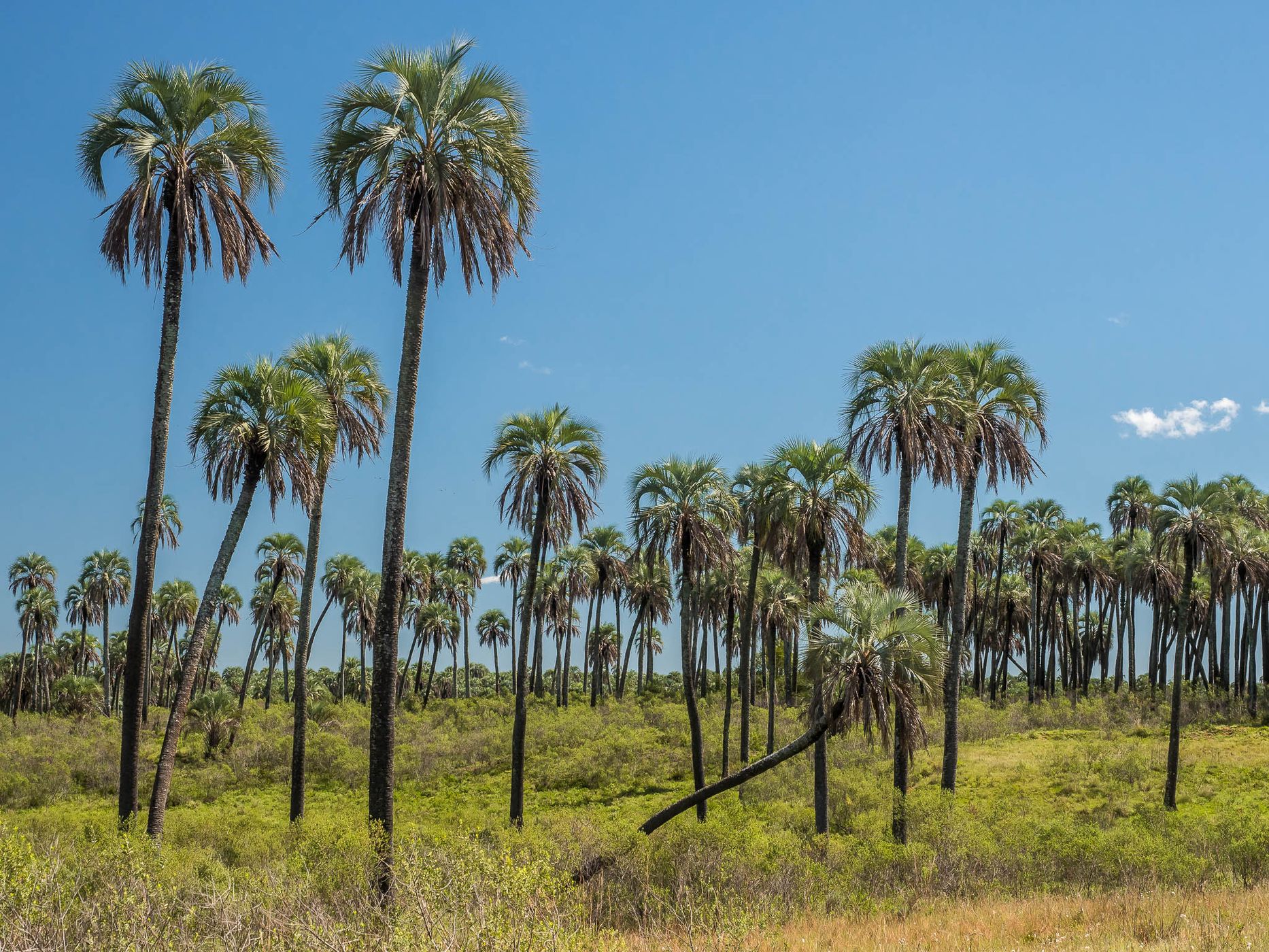 Parque Nacional El Palmar, Argentina