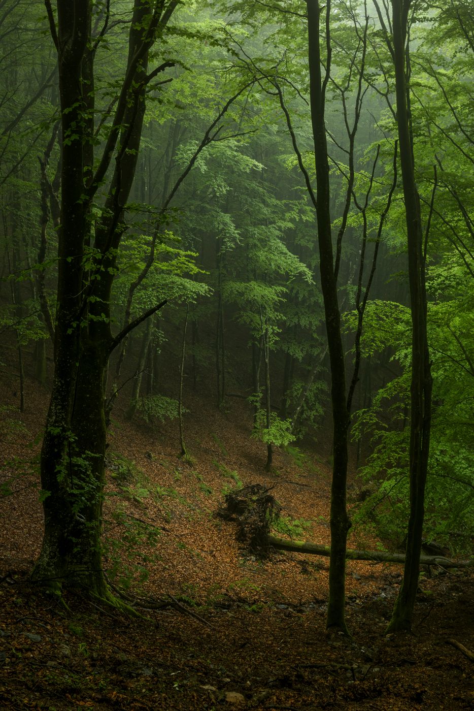 Parque natural Aiako Harriak, Spain