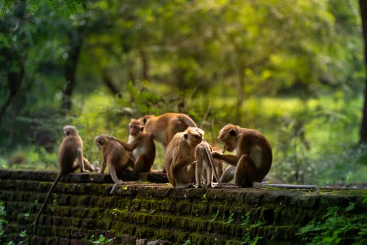 Polonnaruwa Ruins