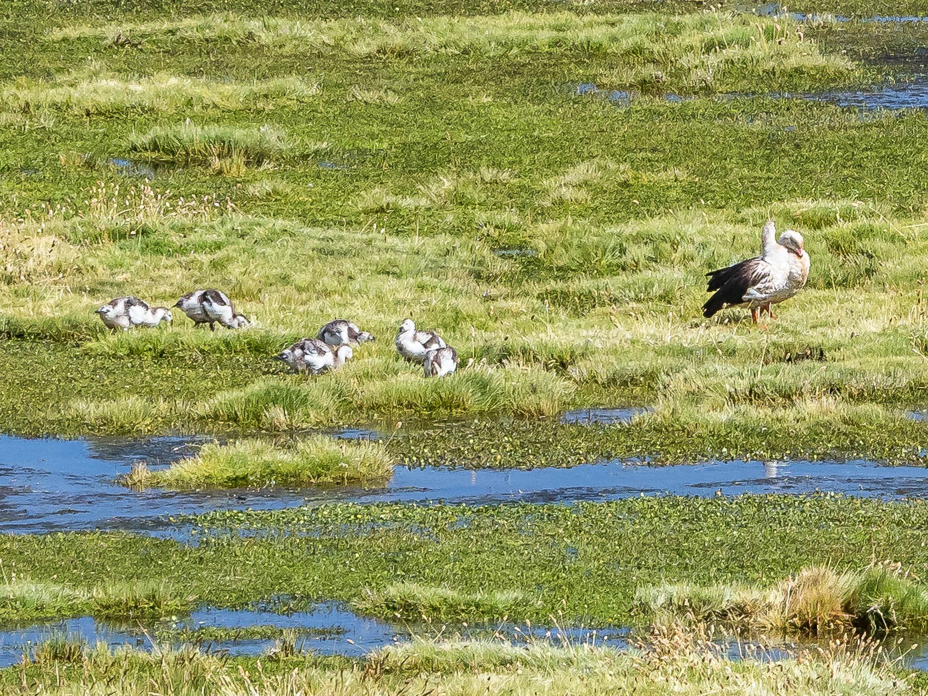 Putana River, Chile