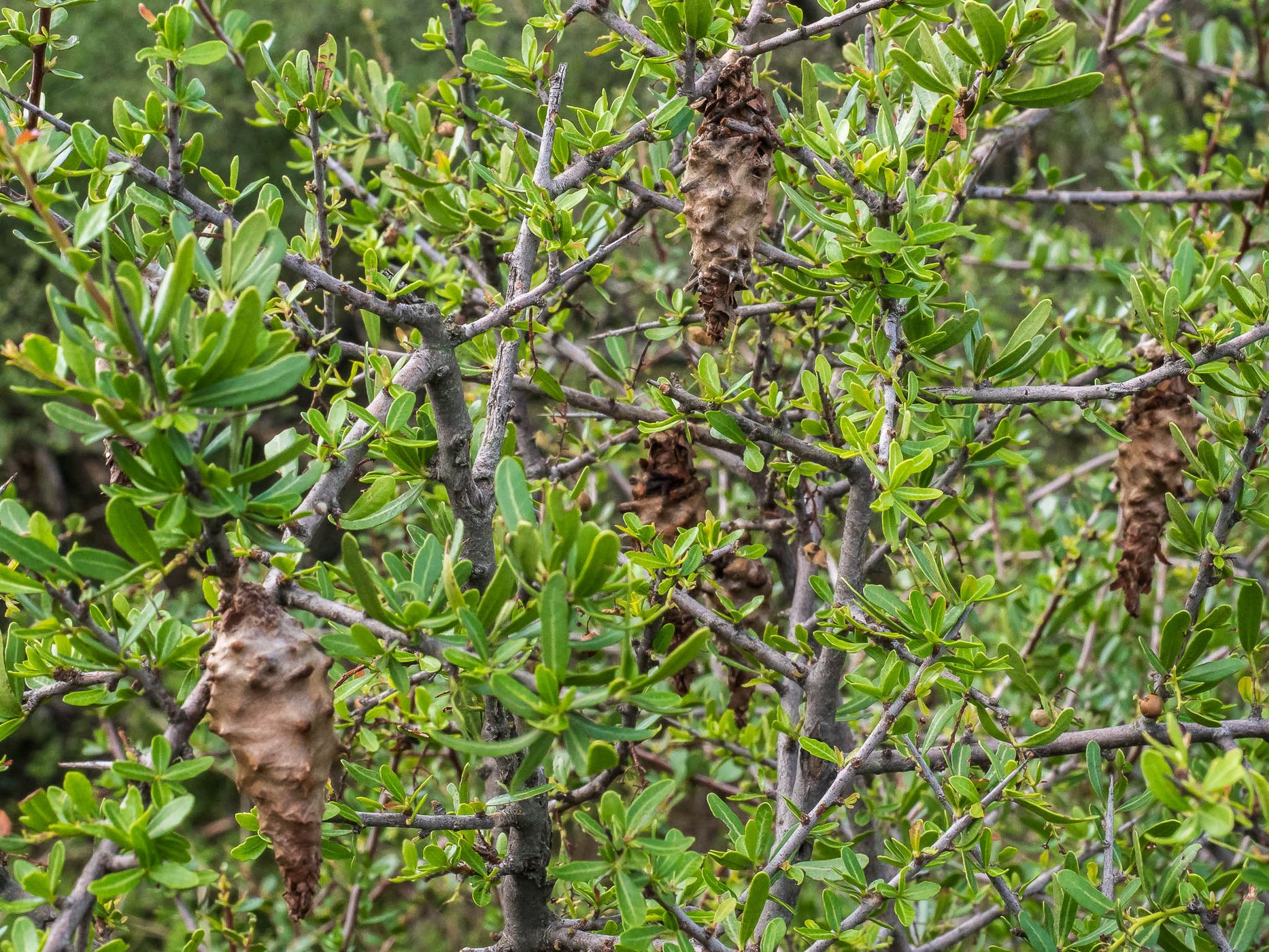 Reserva natural Laguna Guatraché, Argentina